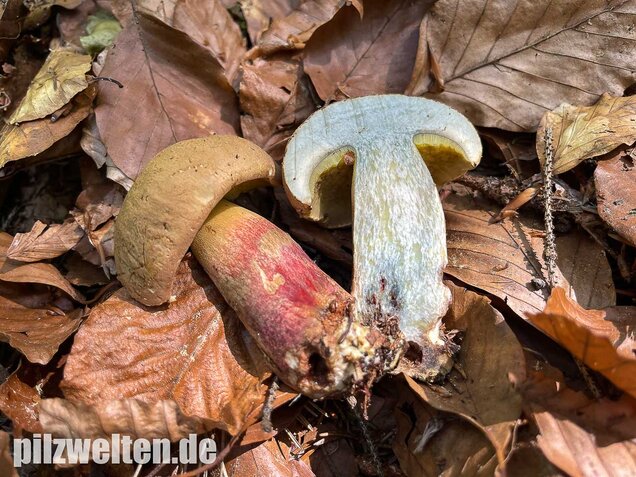 Schönfußröhrling, Caloboletus calopus