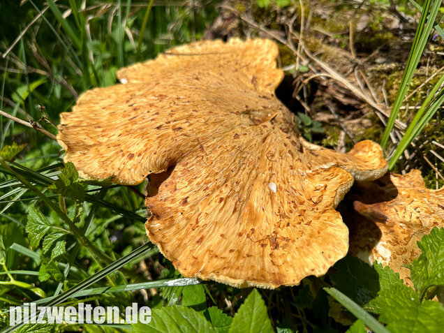 Schuppiger Porling, Cerioporus squamosus