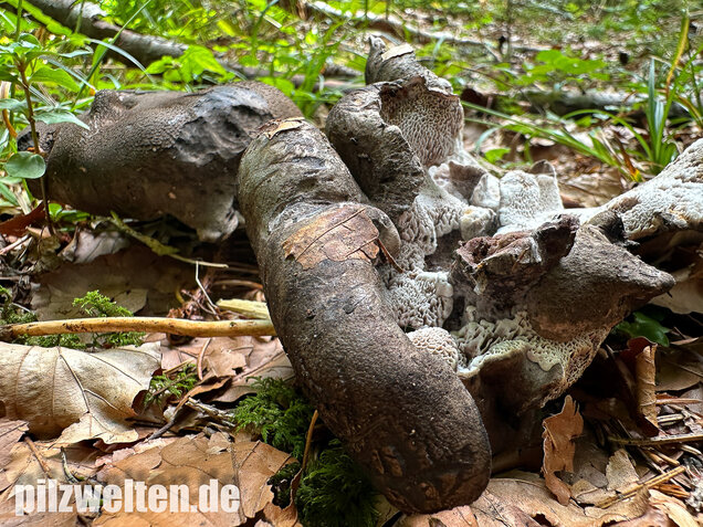 Schwarzweißer Rußporling, Boletopsis leucomelaena