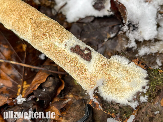 Veränderlicher Spaltporling, Schizopora paradoxa