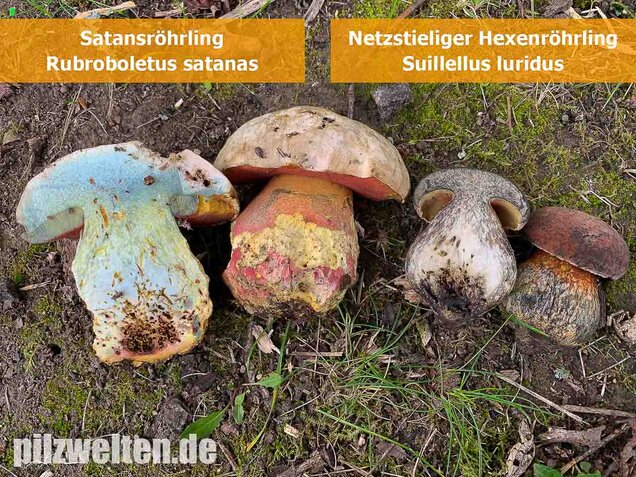 Satansröhrling, Rubroboletus satanas