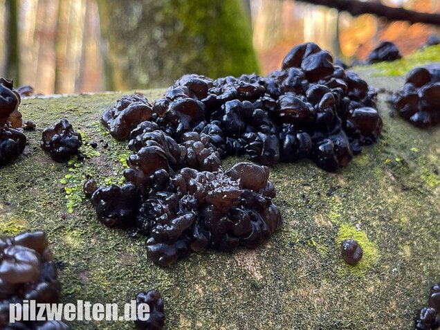 Warziger Drüsling, Exidia nigricans