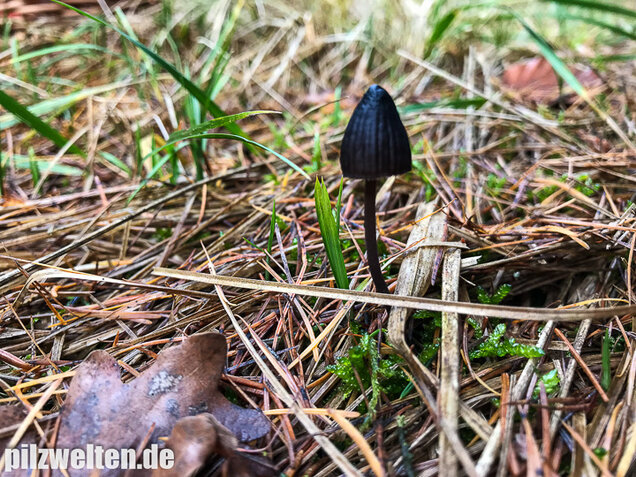 Weißmilchender Schwarzhelmling, Mycena leucogala