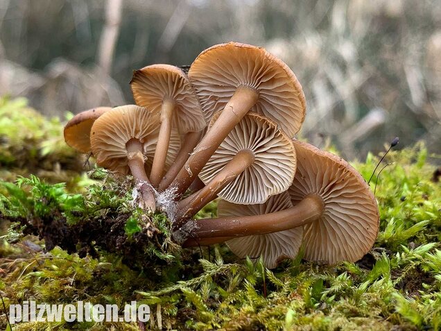 Winter-Helmling, Mycena tintinnabulum