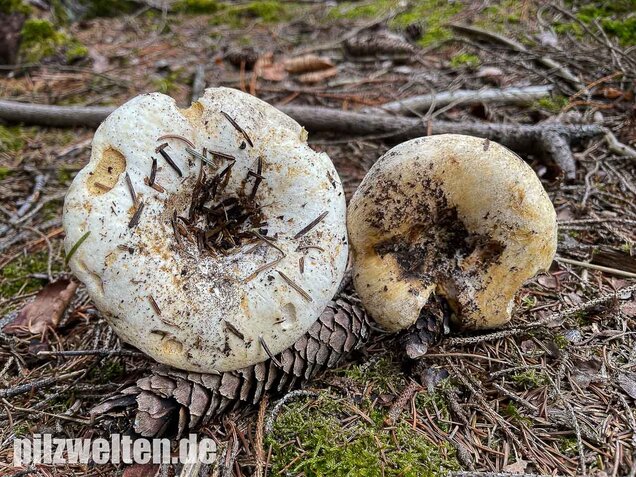 Wolliger Milchling, Lactifluus vellereus
