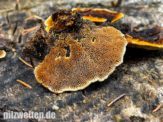 Zaunblättling, Gloeophyllum sepiarium