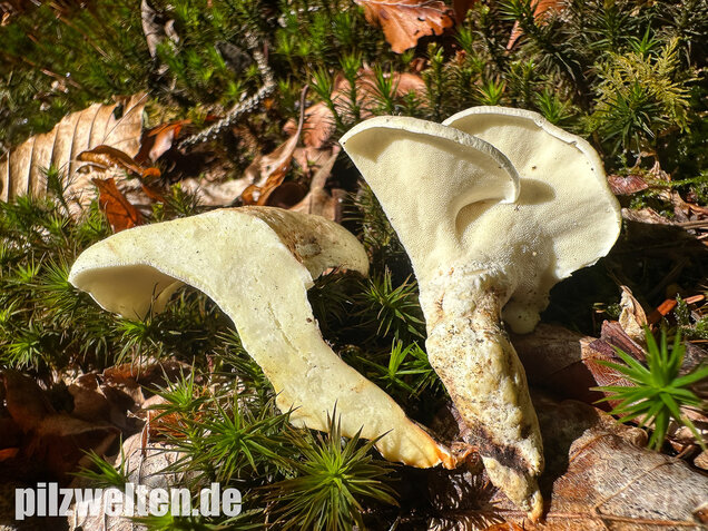 Zitronenporling, Albatrellus citrinus