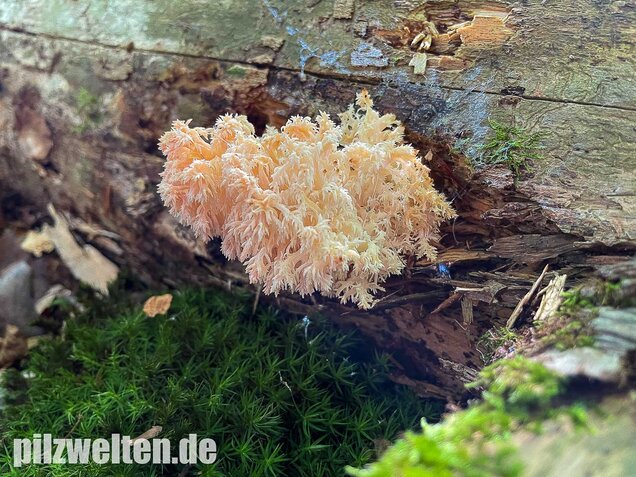 Ästiger Stachelbart, Hericium coralloides