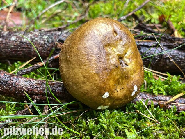 Brauner Ledertäubling, Elefantentäubling, Russula integra