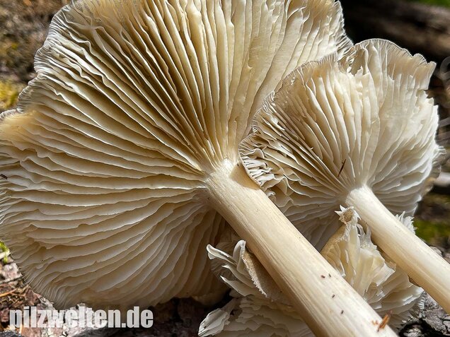 Breitblättriger Holzrübling, Megacollybia platyphylla