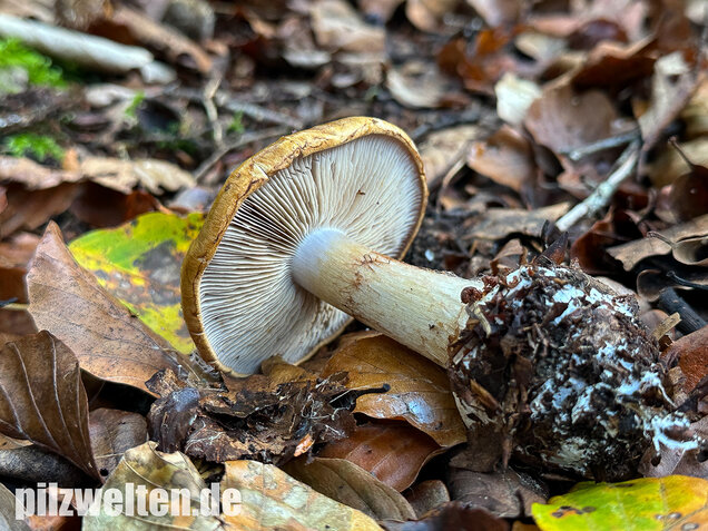 Breitknolliger Klumpfuß, Cortinarius saporatus