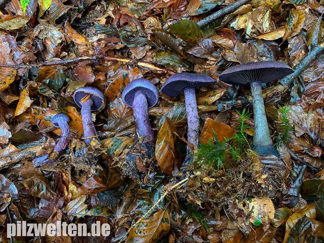 Dunkelvioletter Schleierling, Cortinarius violaceus