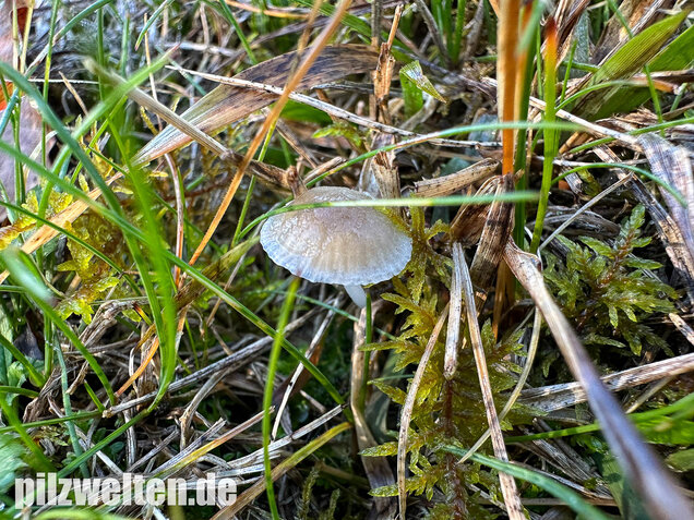 Ellerlings-Scheinhelmling, Rasenscheinhelmling, Hemimycena mairei