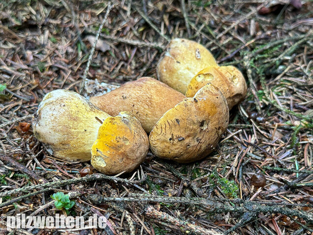 Gallenröhrling, Bitterling, Bitterpilz, Tylopilus felleus