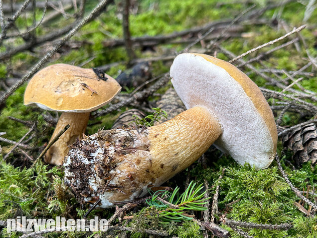 Gallenröhrling, Bitterling, Bitterpilz, Tylopilus felleus