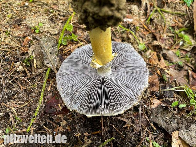 Gelber Riesenträuschling, Stropharia rugosoannulata forma lutea