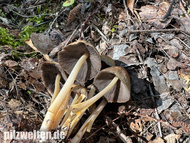 Glimmertintling, Coprinellus micaceus