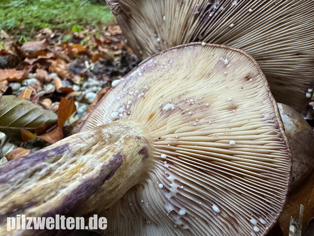 Gezonter Violettmilchling, Lactarius violascens