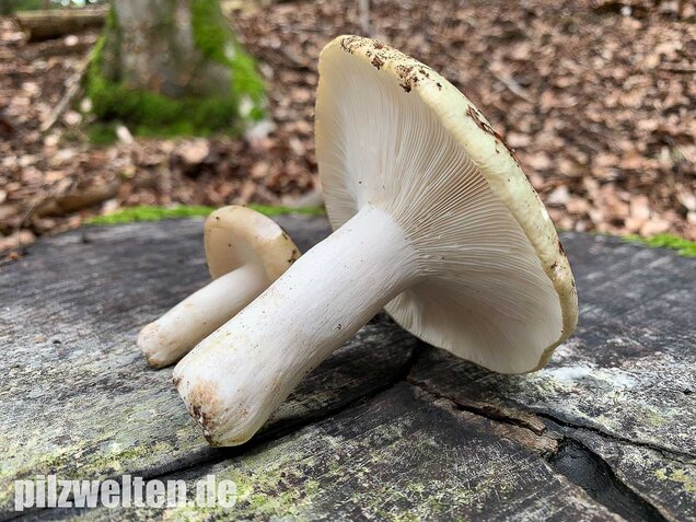Grasgrüner Täubling, Russula aeruginea