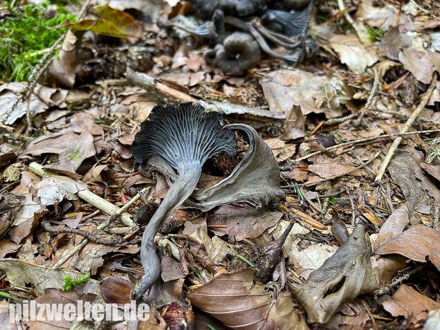 Grauer Pfifferling, Craterellus cinereus