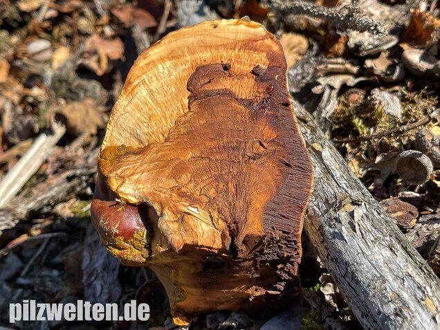 Harziger Lackporling, Ganoderma resinaceum