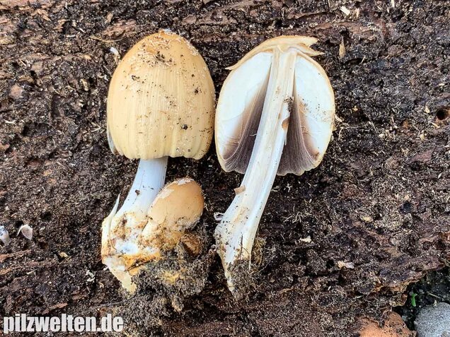 Haustintling, Coprinellus domesticus
