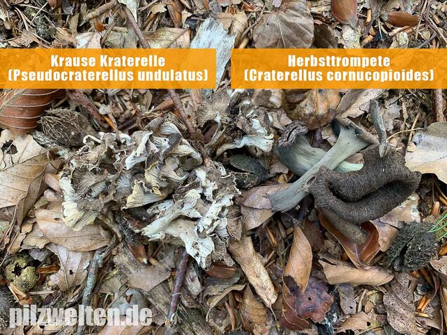Krause Kraterelle, Craterellus undulatus