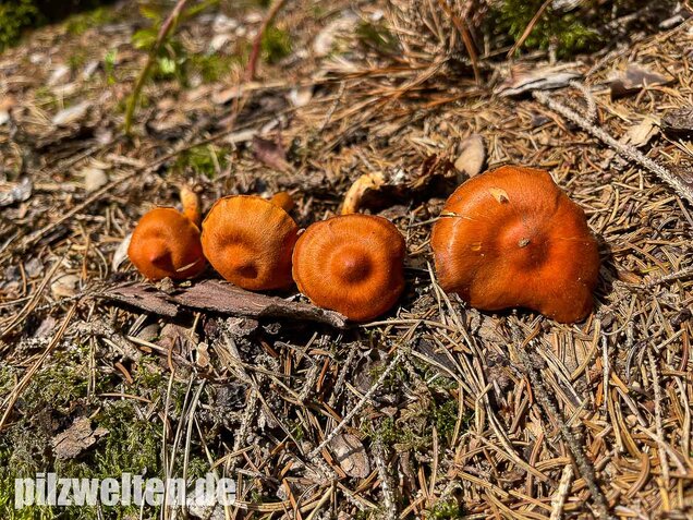 Kupferroter Hautkopf, Cortinarius uliginosus