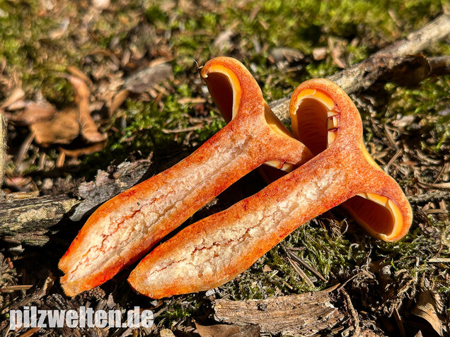 Lachsreizker, Lactarius salmonicolor