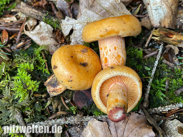 Lachsreizker, Lactarius salmonicolor
