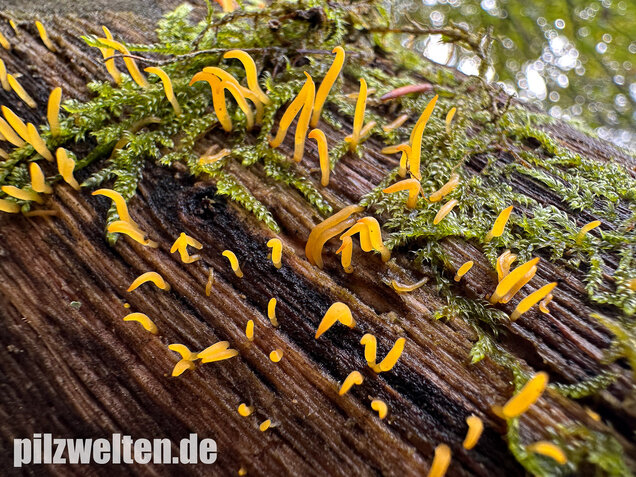 Laubholzhörnling, Calocera cornea