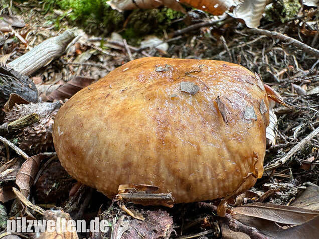 Morsetäubling, Marzipantäubling, Russula illota