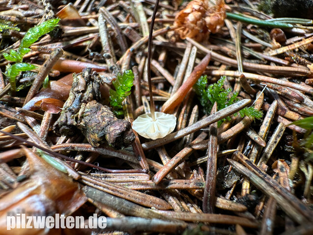 Nadelstreu-Käsepilzchen, Käsepilzchen, Marasmius wettsteinii