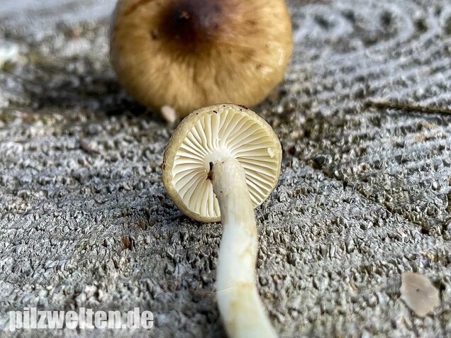Natternstieliger Schneckling, Hygrophorus olivaceoalbus