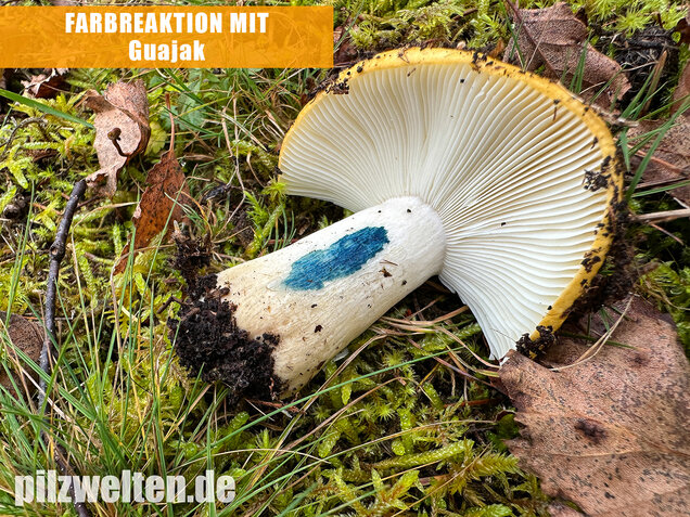 Ockergelber Täubling, Zitronentäubling, Russula ochroleuca