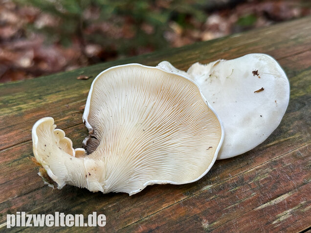 Ohrförmiger Seitling, Pleurocybella porrigens