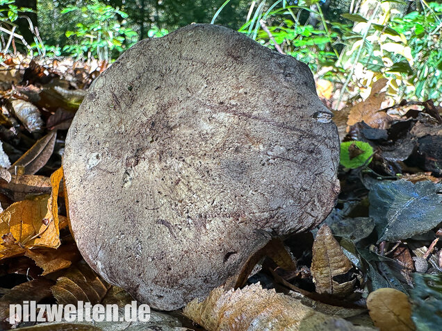 Gelbblättriger Rasling, Rötender Schönkopf, Calocybe favrei