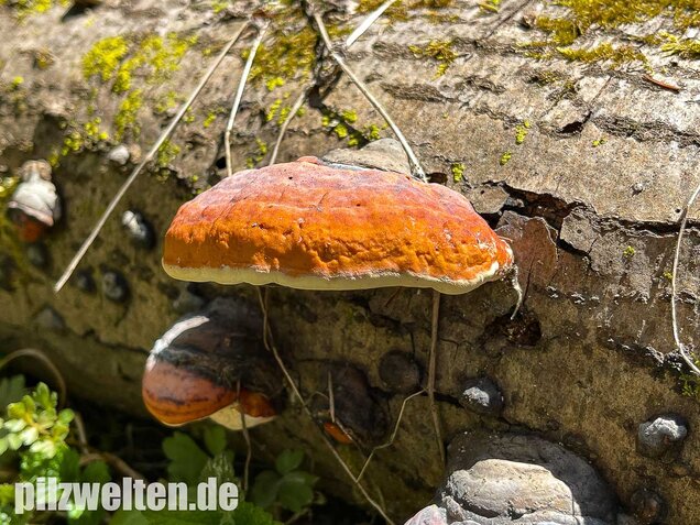 Rotrandiger Baumschwamm, Fomitopsis pinicola