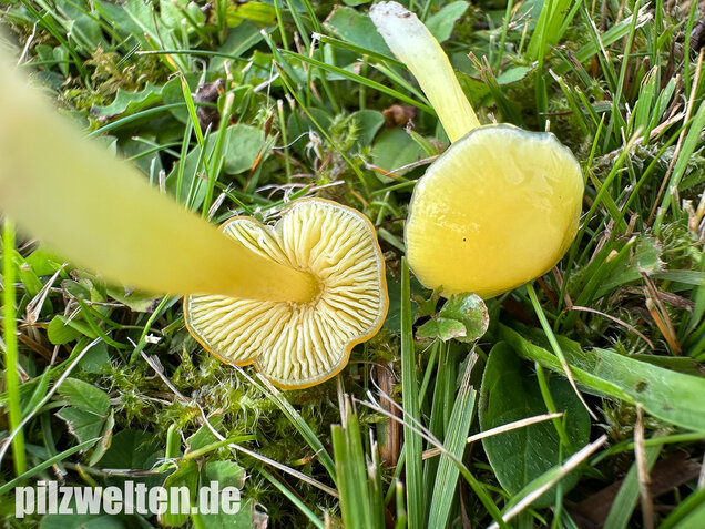 Safrangelber Saftling, Hygrocybe acutoconica
