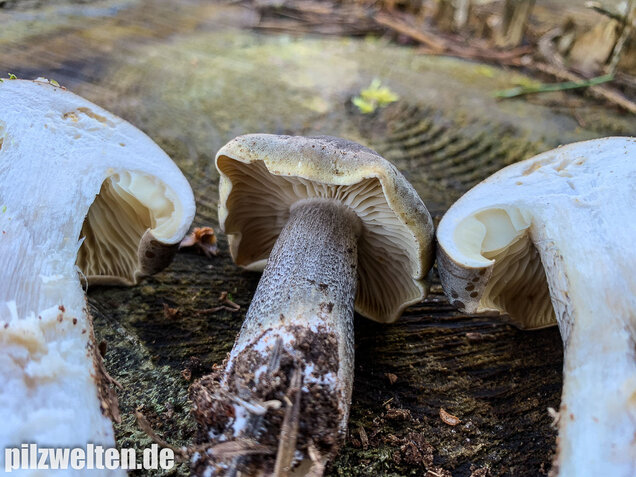 Dunkelschuppiger Seifenritterling, Tricholoma saponaceum var. adosiacum