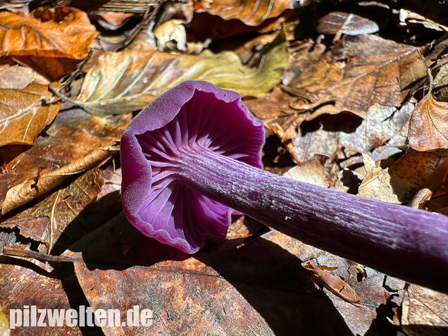 Violetter Lacktrichterling, Laccaria amethystina