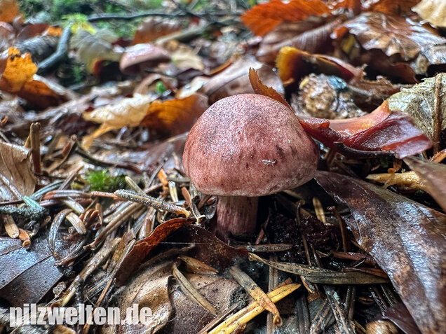 Weinroter Purpur-Schneckling, Hygrophorus capreolarius