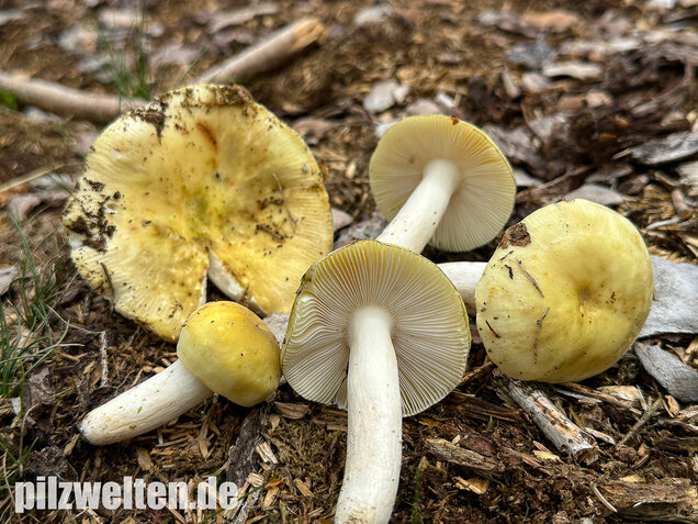 Weißstieliger Ockertäubling, Russula citrina / Russula violeipes var. citrina