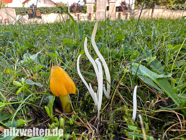 Wiesenkeule, Wurmförmige Keule, Clavaria fragilis