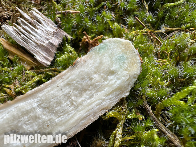 Wollstieliger Raufußröhrling, Leccinum cyaneobasileucum