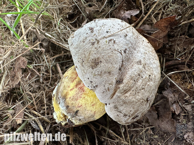 Wurzelnder Bitterröhrling, Caloboletus radicans