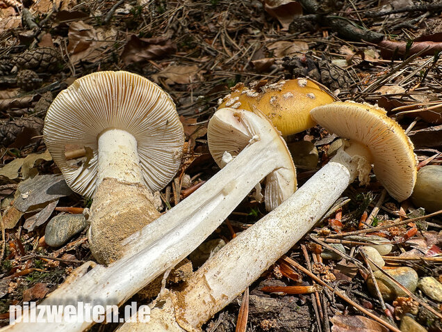 Narzissengelber Knollenblätterpilz, Amanita gemmata