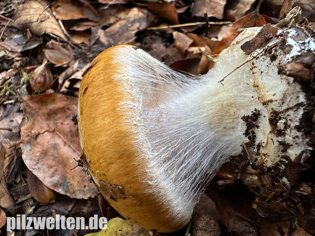 Breitknolliger Klumpfuß, Cortinarius saporatus