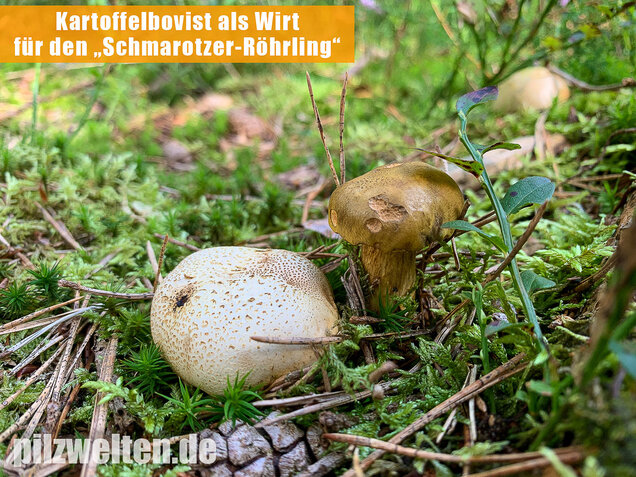 Dickschaliger Kartoffelbovist, Scleroderma citrinum
