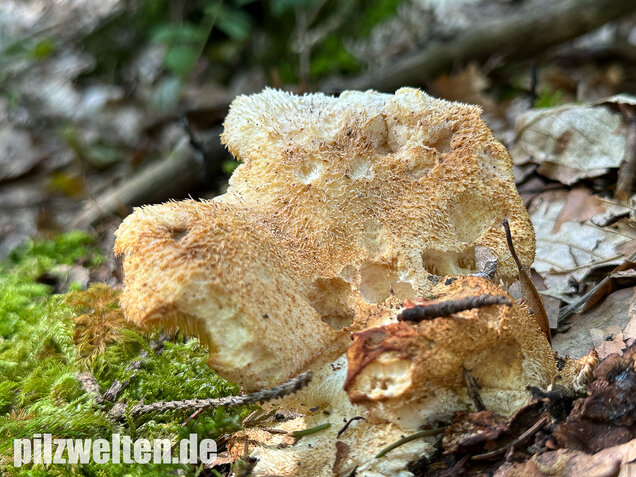 Dorniger Stachelbart, Hericium cirrhatum